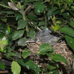 With its sibling gone, the last remaining fledgling remains uncertain about venturing into the world.