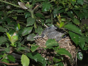 With its sibling gone, the last remaining fledgling remains uncertain about venturing into the world.