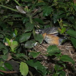 With its parents chirping encouragingly from the branches of a tree overhead, the last fledgling begins to practice balancing on the edge of the nest.