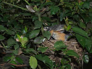 With its parents chirping encouragingly from the branches of a tree overhead, the last fledgling begins to practice balancing on the edge of the nest.