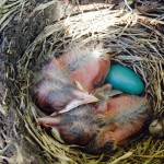 After just three days the hatchlings are much bigger and their feathers are starting to grow. Their skulls and beaks begin to look more like a bird.