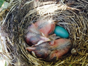 After just three days the hatchlings are much bigger and their feathers are starting to grow. Their skulls and beaks begin to look more like a bird.