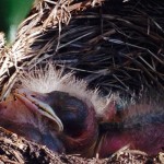 Like all small animals, the hatchlings spend most of their day sleeping, snoozing and napping in their protected nest.