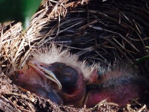 Like all small animals, the hatchlings spend most of their day sleeping, snoozing and napping in their protected nest.