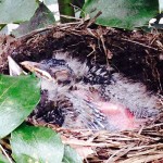 Morning nap in the robin nest.