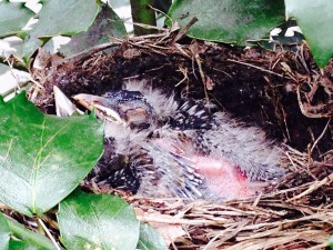 Morning nap in the robin nest.