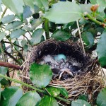 Like gangly teenagers, the robins have developed into young fledglings.