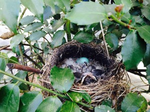 Like gangly teenagers, the robins have developed into young fledglings.