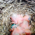 The new hatchlings are naked, with boggling eyes far too large for their giant heads.