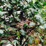 The robin pair have finished the nest.