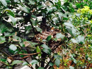 The robin pair have finished the nest.