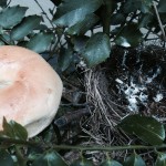 Comparing the size of the nest to a bagel (New York bread pastry)