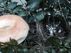 Comparing the size of the nest to a bagel (New York bread pastry)