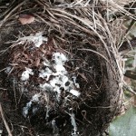 In the last days, the robin parents had stopped feeding the fledgling and removing the mucus sacs of poop.