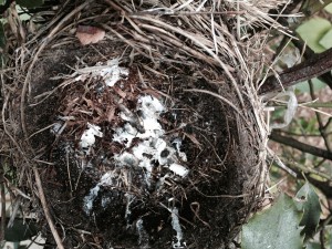 In the last days, the robin parents had stopped feeding the fledgling and removing the mucus sacs of poop.