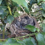 The fledglings have their full complement of feathers and fill all the space in the nest.