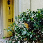 One of the last times we saw the fledgling in its nest. It explored moving from the nest to branches in the holly bush, and tried out a few ants crawling on the branches.