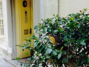 One of the last times we saw the fledgling in its nest. It explored moving from the nest to branches in the holly bush, and tried out a few ants crawling on the branches.