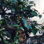 Robin parents deliver food that they throw up into the fledgling's mouth.