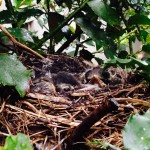 The older the chicks become, the more aware and interested they become in the world around them. It is a noisy and busy one on Fifth Avenue.