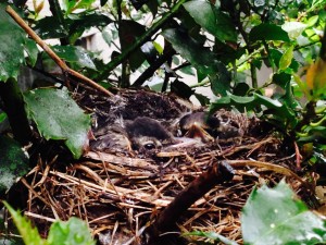 The older the chicks become, the more aware and interested they become in the world around them. It is a noisy and busy one on Fifth Avenue.