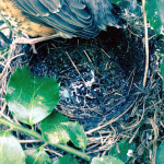 The juvenile robin securely balanced on the edge of its birth nest.