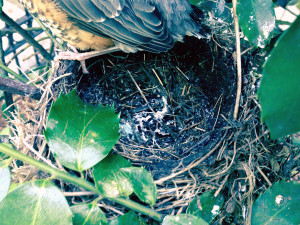 The juvenile robin securely balanced on the edge of its birth nest.