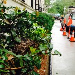 The nest in the holly bush on Fifth Avenue, NYC, is not only busy with pedestrians and traffic, but a repair crew sets up on the sidewalk for a few days.