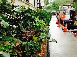 The nest in the holly bush on Fifth Avenue, NYC, is not only busy with pedestrians and traffic, but a repair crew sets up on the sidewalk for a few days.