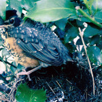 Robin perched on edge of nest