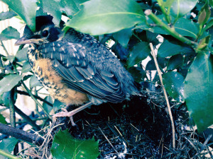 Robin perched on edge of nest