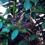The robin fledgling waits for its parents to return with more food.