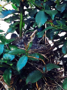 The robin fledgling waits for its parents to return with more food.